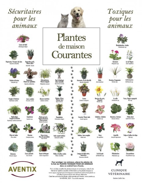 Plantes toxiques